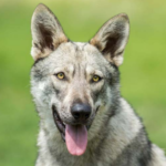 Top 10 Facts about Saarloos Wolfdog