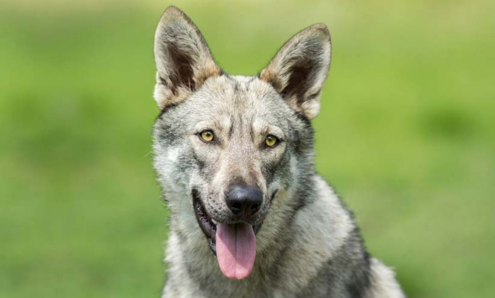 Top 10 Facts about Saarloos Wolfdog