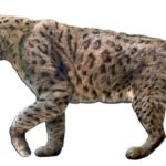 Top 10 Facts about Saber-Toothed Tiger