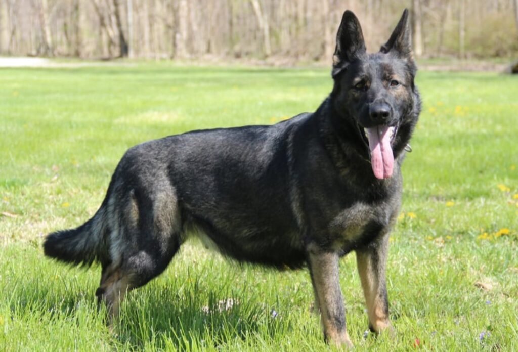 Top 10 Facts about Sable Black German Shepherd