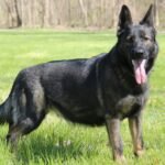 Top 10 Facts about Sable Black German Shepherd