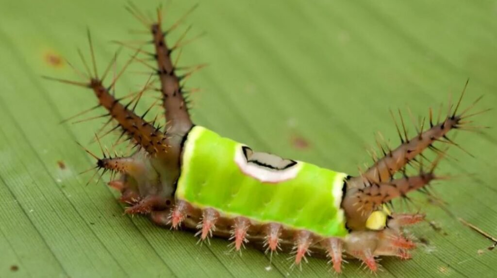 Top 10 Facts about Saddleback Caterpillar