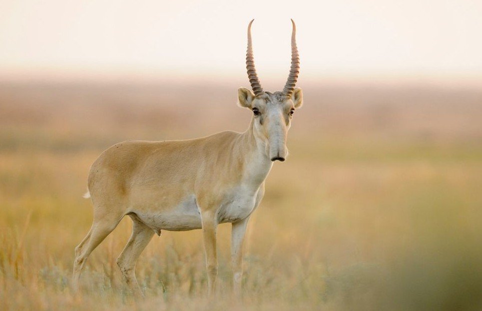 Top 10 Facts about Saiga Antelope