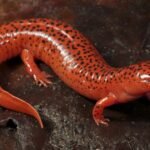 Top 10 Facts about Salamander