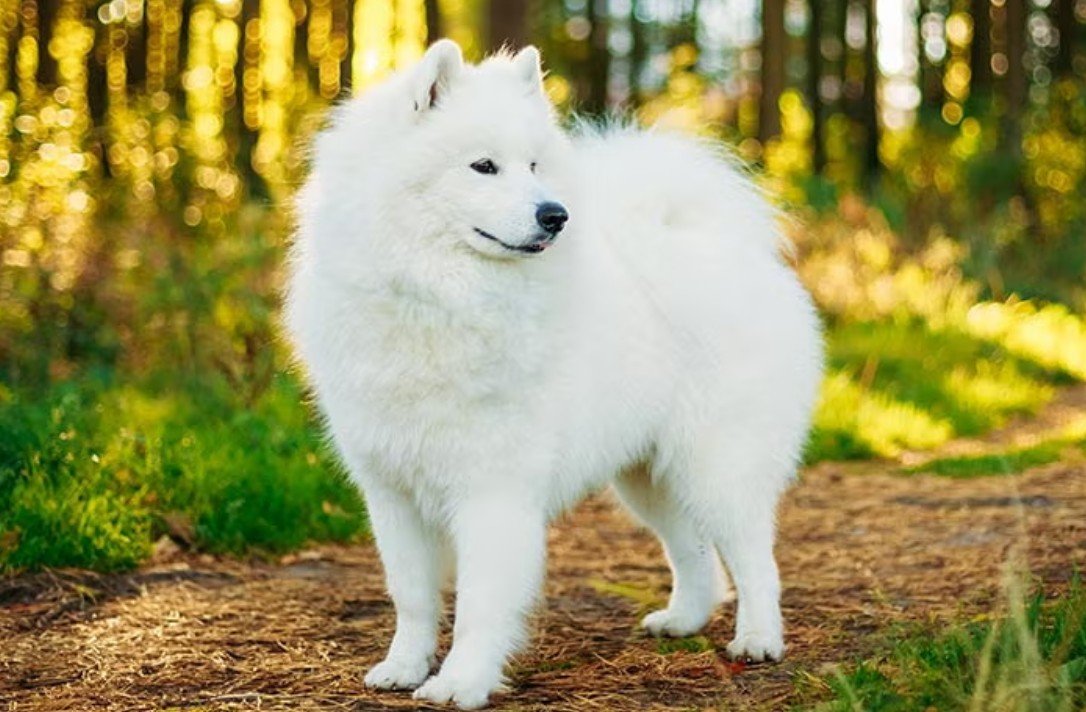 Top 10 Facts about Samoyed Dog