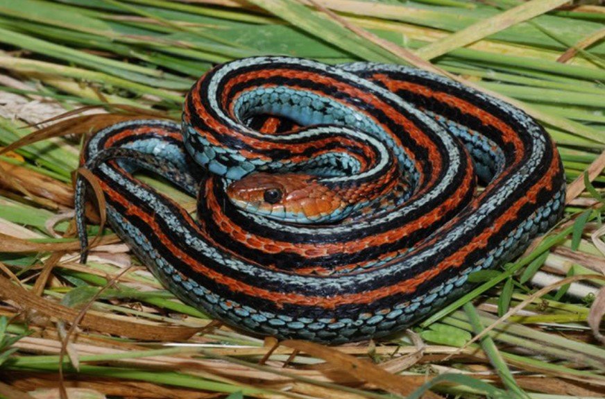 Top 10 Facts about San Francisco Garter Snake