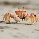 Top 10 Facts about Sand Crab