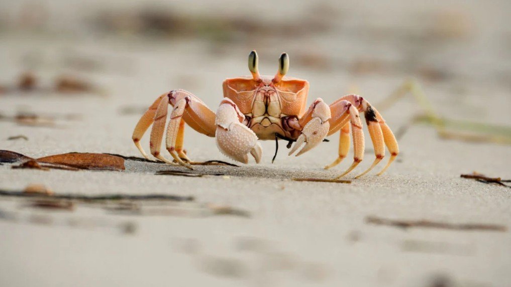 Top 10 Facts about Sand Crab