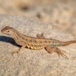 Top 10 Facts about Sand Lizard