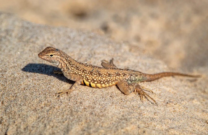 Top 10 Facts about Sand Lizard