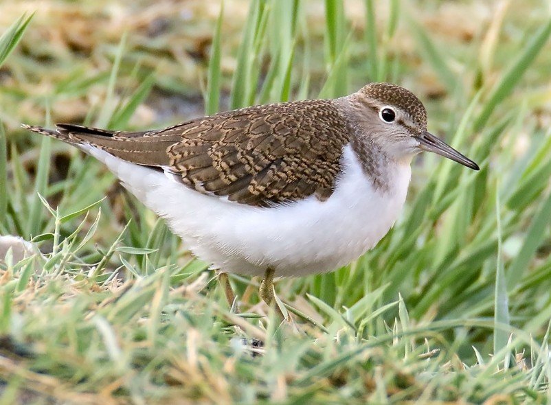 Top 10 Facts about Sandpiper Bird