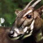 Top 10 Facts about Saola
