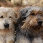 Top 10 Facts about Sapsali Dog