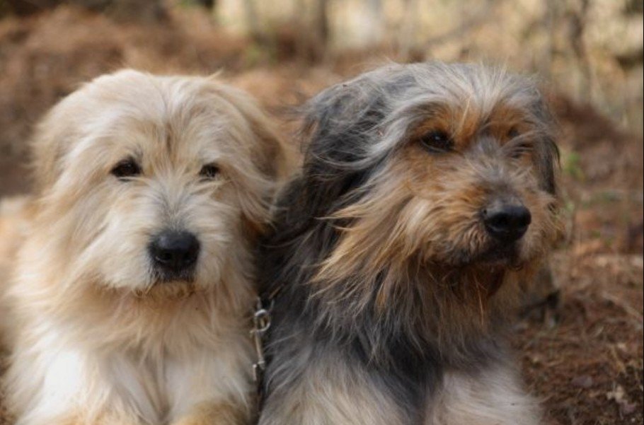 Top 10 Facts about Sapsali Dog