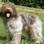 Amazing Facts About Schapendoes