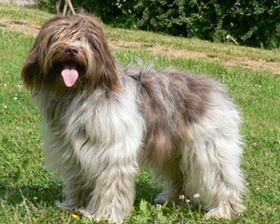 Amazing Facts About Schapendoes