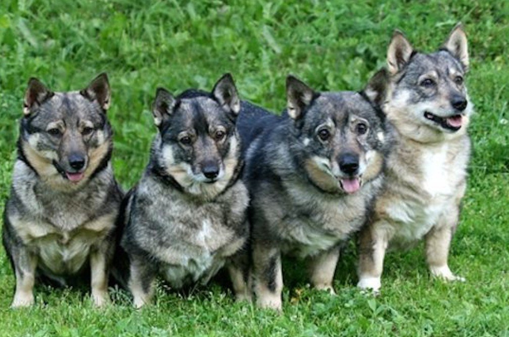 Amazing Facts About Swedish Vallhund