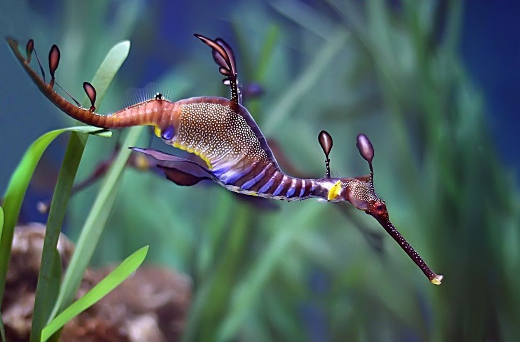 An Intriguing Marine Animal -The Sea Dragon