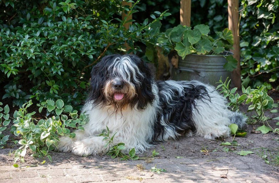 Common Health Concerns in Schapendoes