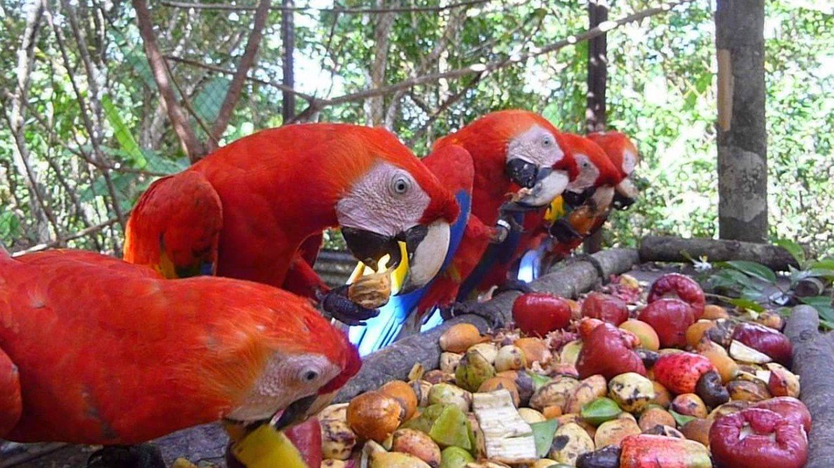 Diet and Feeding Behaviors of the Scarlet Macaw