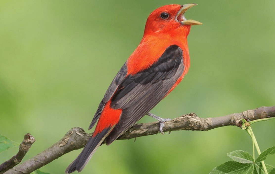 Distribution and Habitat Scarlet Tanager Bird