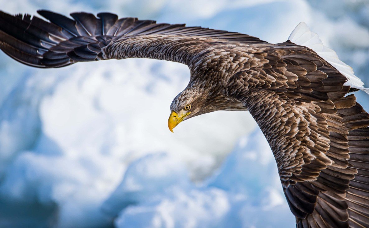 Distribution and Habitat of Sea Eagles