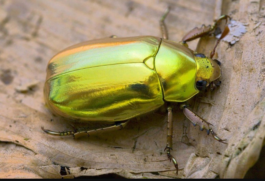 Ecological Role of Scarab Beetles