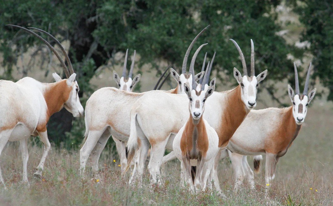 History and Habitat of the Oryx with Scimitar Horns