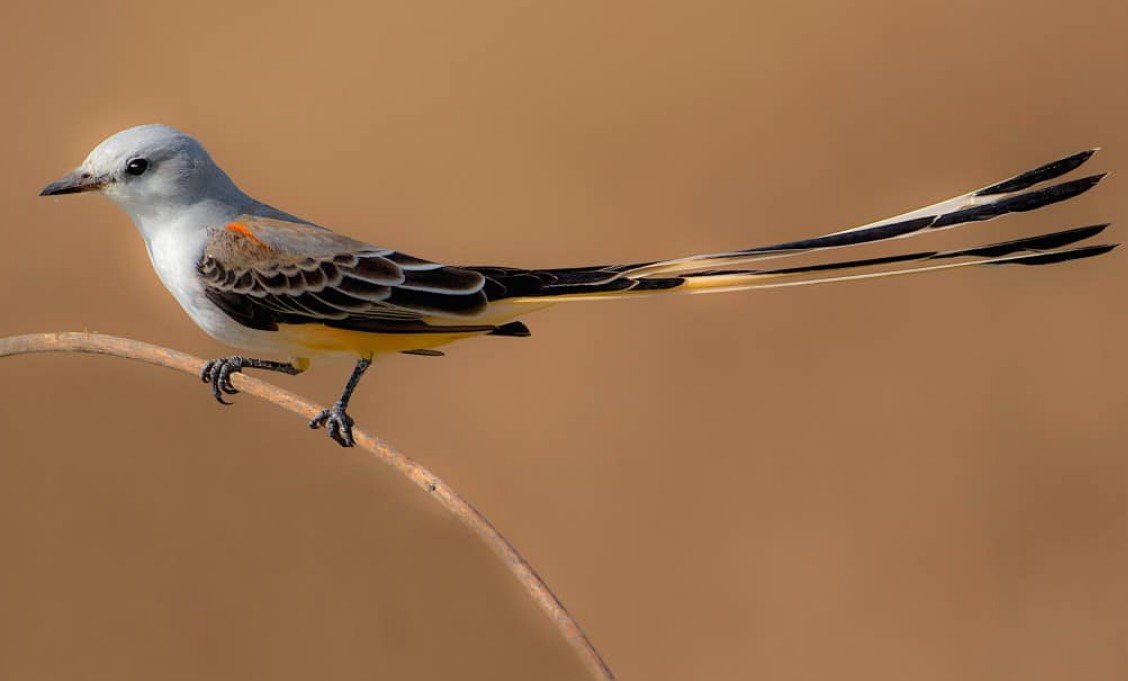 How does the Scissor-tailed Flycatcher catch its prey