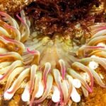 Introduction to the Fascinating World of Sea Anemones