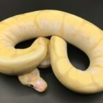 Introduction to the Scaleless Ball Python