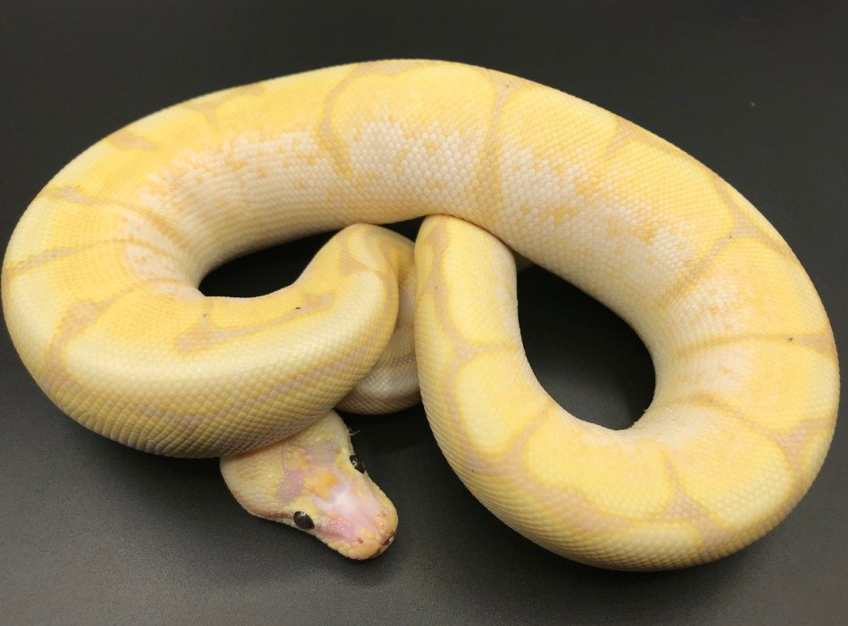 Introduction to the Scaleless Ball Python