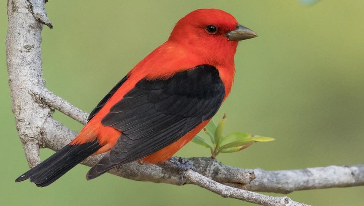 Lifespan and Reproduction about Scarlet Tanager