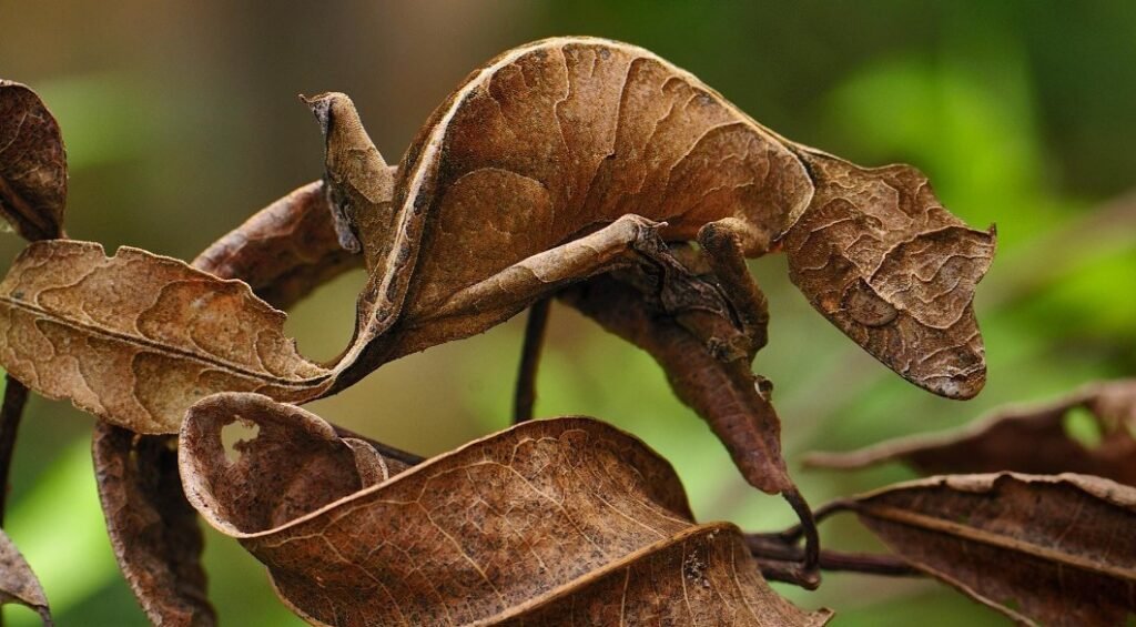 Natural Habitat of the Satanic Leaf-Tailed Gecko