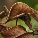 Natural Habitat of the Satanic Leaf-Tailed Gecko