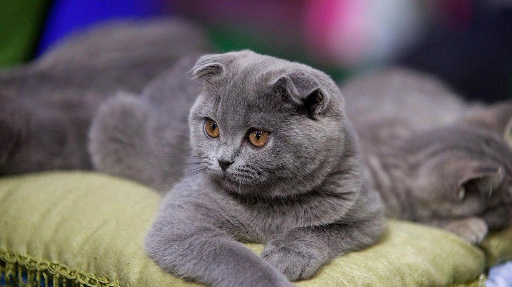 Origins and History of the Fold Cat in Scotland