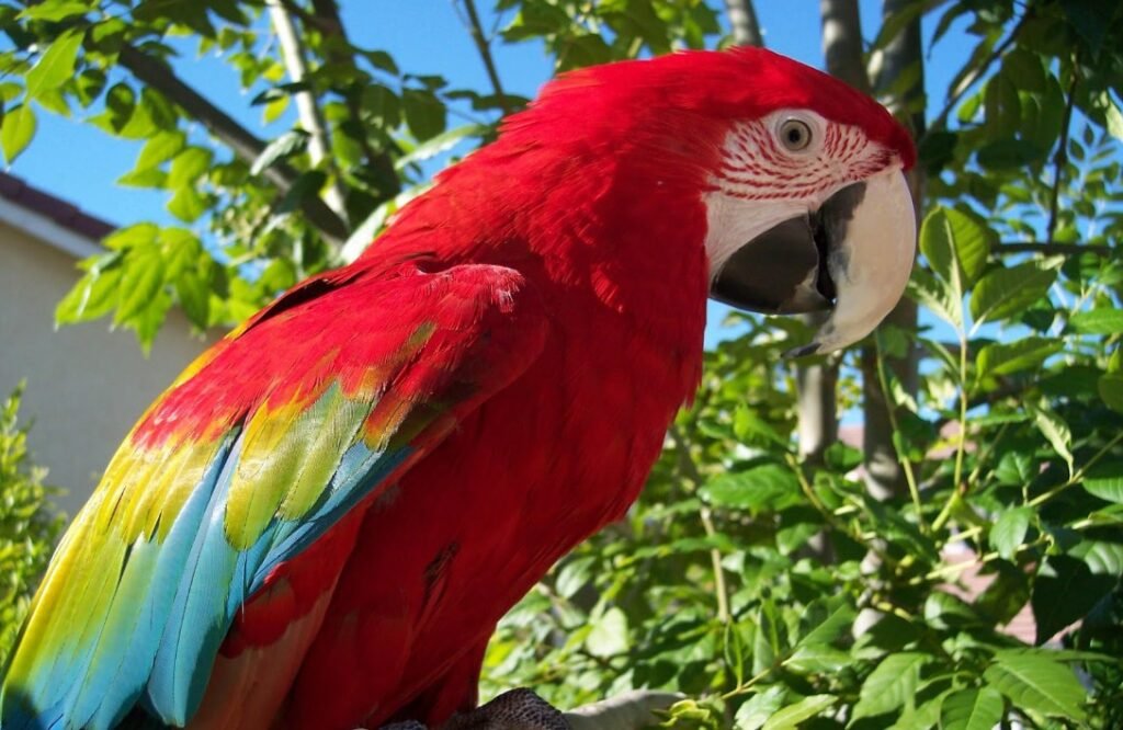 Overview and Physical Characteristics of the Scarlet Macaw