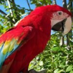 Overview and Physical Characteristics of the Scarlet Macaw