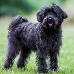 Personality and Temperament of Schnoodle Dog