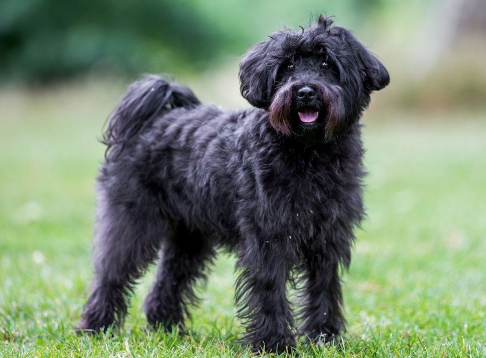 Personality and Temperament of Schnoodle Dog