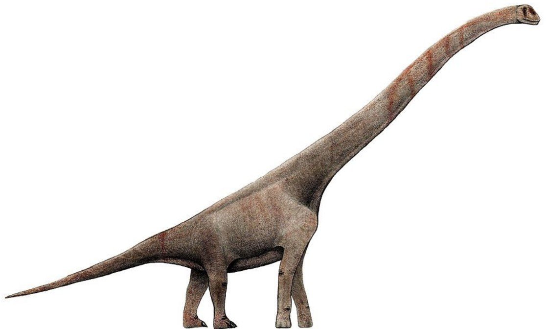 Physical Attributes of Sauropod Dinosour