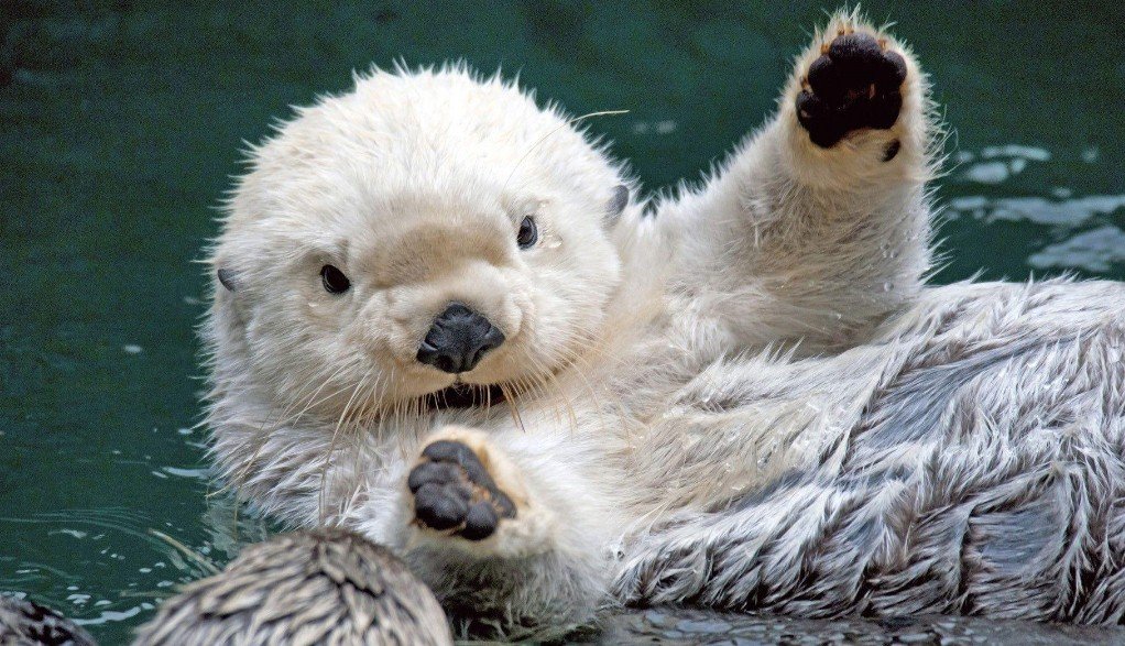 Physical Attributes of Sea Otters