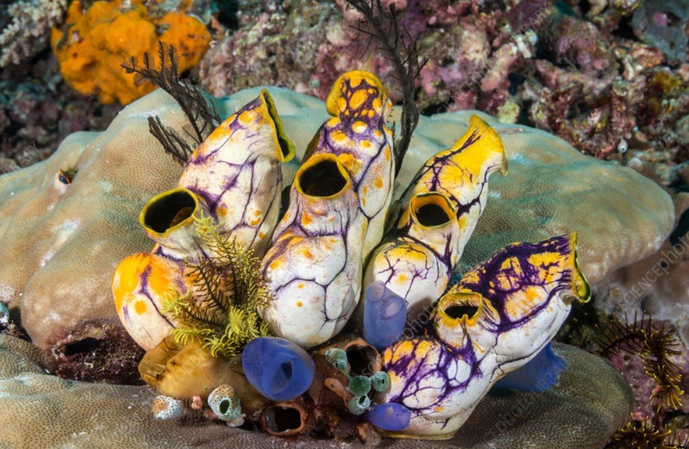 Physical Attributes of Sea Squirts