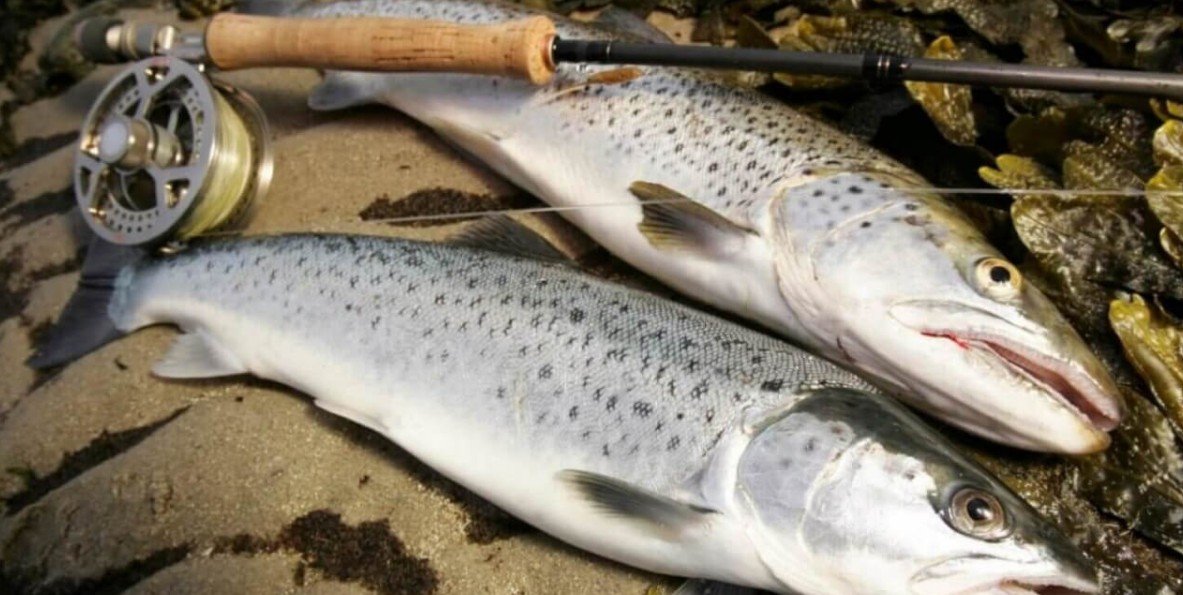 Physical Attributes of Sea Trout