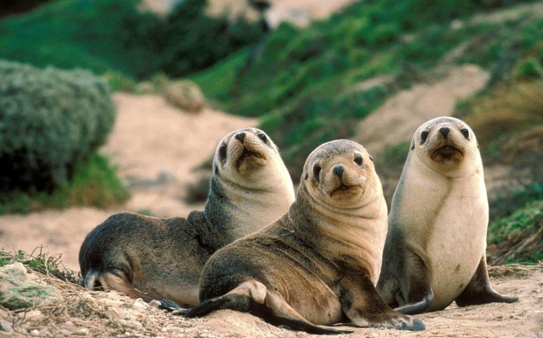 Physical Attributes of Seals