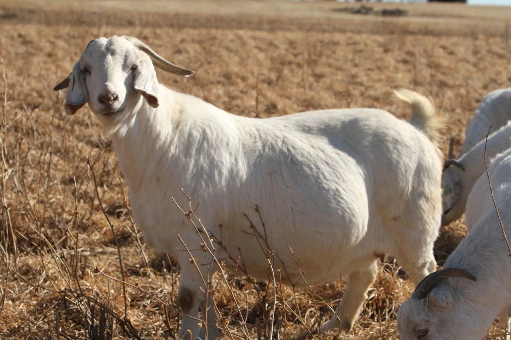 Physical Attributes of the Savanna Goat