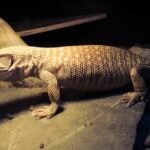 Physical Attributes of the Savannah Monitor