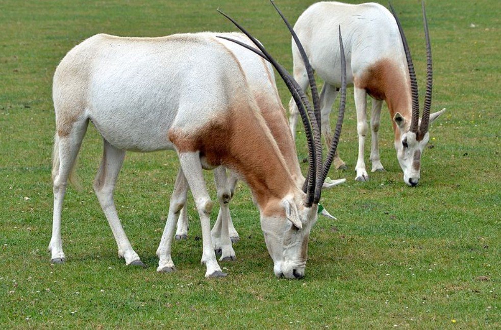 Physical Attributes of the Scimitar‑Horned Oryx