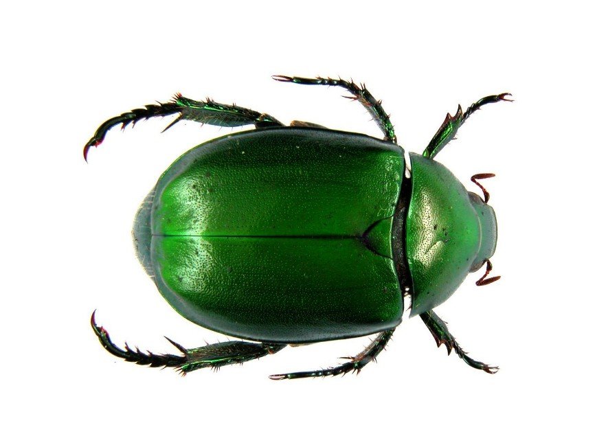 Physical Characteristics of Scarab Beetles