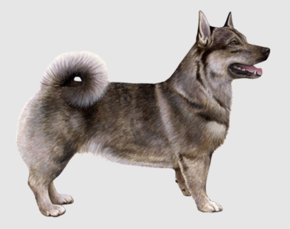 Physical Characteristics of the Swedish Vallhund Dog
